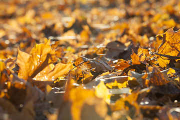 Image showing Yellow fallen leaves