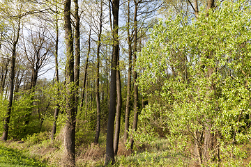 Image showing spring deciduous forest