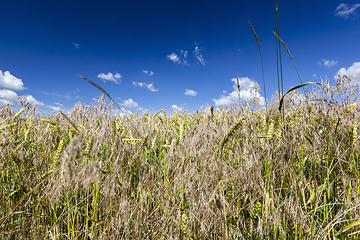 Image showing weeds rye