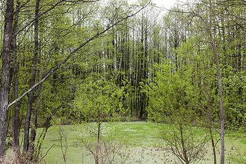 Image showing marsh in the forest