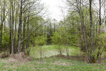 Image showing marsh in the forest