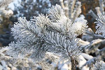 Image showing Trees under frost