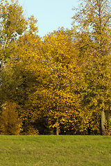 Image showing linden autumn forest