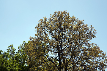 Image showing tall old oak