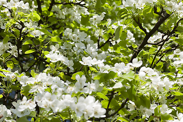 Image showing white flowers tree