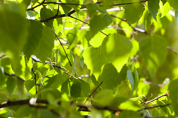 Image showing birch leaves