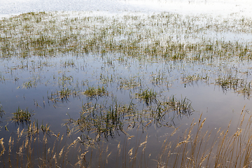 Image showing grass on the lake