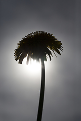 Image showing silhouette dandelion