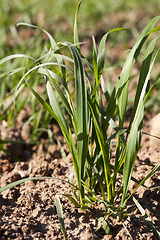 Image showing green wheat