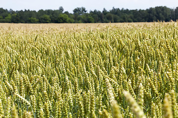 Image showing wheat food