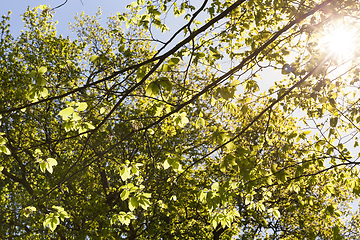 Image showing large green leaves