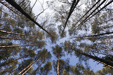 Image showing pine forest