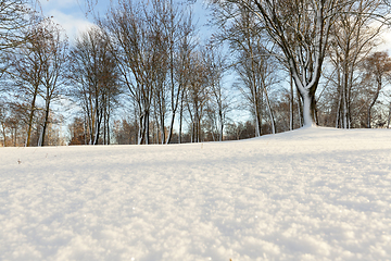 Image showing trees in winter forest