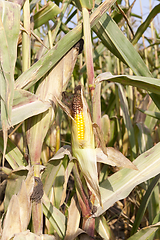 Image showing dry ripe corn
