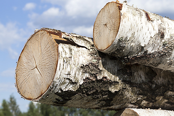 Image showing striped birch trunks