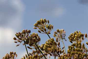 Image showing Ripe dill umbrellas