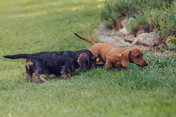 Image showing cute female of brown dachshund