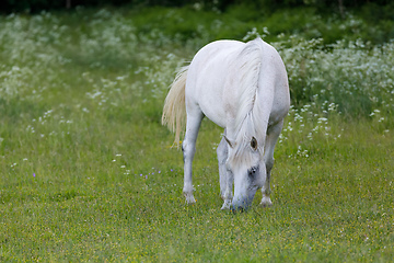 Image showing white horse is grazing in spring meadow