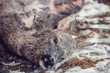 Image showing Doe killed in the forest