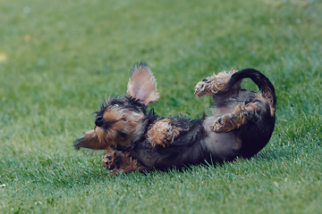 Image showing cute female of brown dachshund