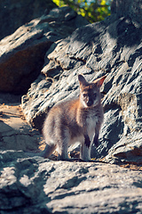 Image showing Red-necked Wallaby (Macropus rufogriseus)