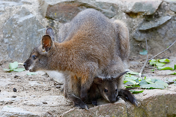 Image showing Red-necked Wallaby (Macropus rufogriseus)