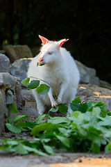 Image showing Red-necked Wallaby albino