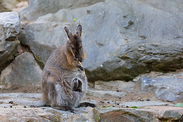 Image showing Red-necked Wallaby (Macropus rufogriseus)