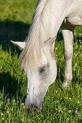 Image showing white horse is grazing in spring meadow