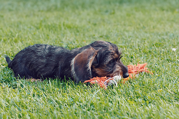 Image showing cute female of brown dachshund