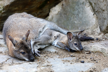 Image showing Red-necked Wallaby (Macropus rufogriseus)