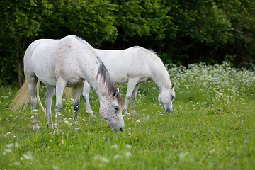 Image showing white horse is grazing in spring meadow