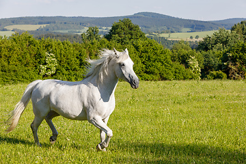 Image showing white horse running in spring pasture