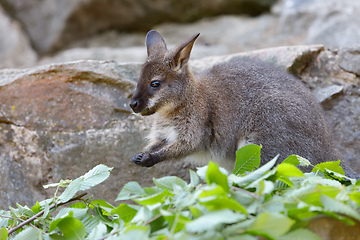 Image showing Red-necked Wallaby (Macropus rufogriseus)