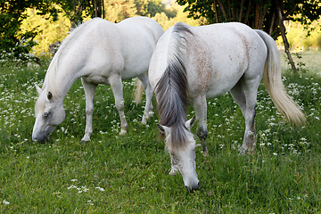 Image showing white horse is grazing in spring meadow