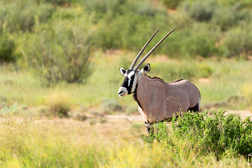 Image showing Gemsbok, Oryx gazella in Kalahari