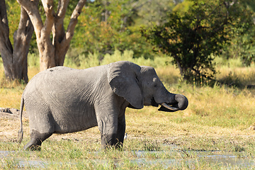 Image showing African Elephant on waterhole, Africa safari wildlife