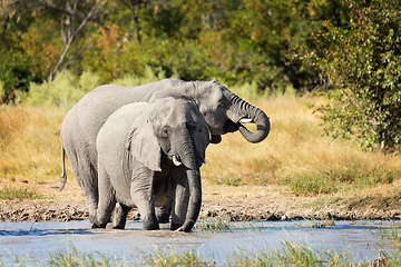 Image showing African Elephant on waterhole, Africa safari wildlife