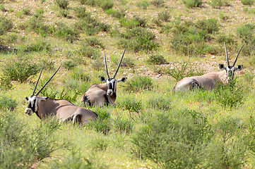 Image showing Gemsbok, Oryx gazella in Kalahari