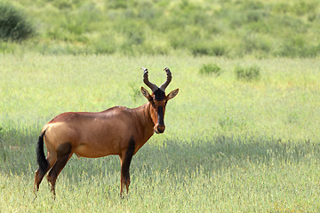 Image showing Red Hartebeest in Kalahari South Africa