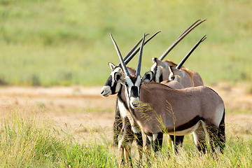 Image showing Gemsbok, Oryx gazella in Kalahari