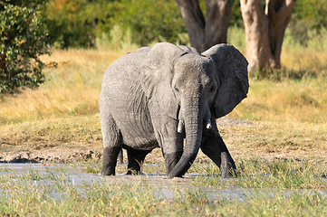 Image showing African Elephant on waterhole, Africa safari wildlife