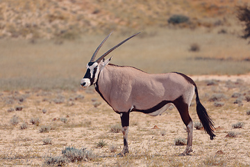 Image showing Gemsbok, Oryx gazella in Kalahari