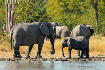 Image showing African Elephant on waterhole, Africa safari wildlife