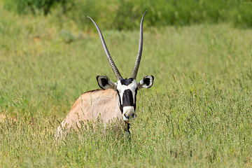 Image showing Gemsbok, Oryx gazella in Kalahari