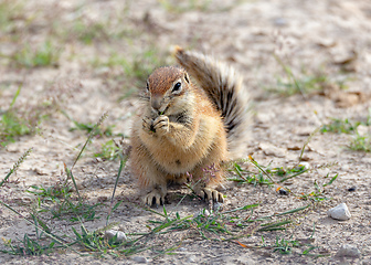 Image showing South African ground squirrel Kalahari