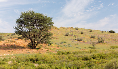 Image showing Kalahari desert South Africa wilderness