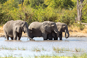 Image showing African Elephant on waterhole, Africa safari wildlife