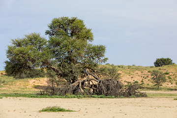 Image showing Kalahari desert South Africa wilderness