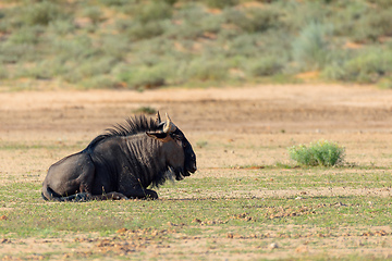 Image showing Blue Wildebeest in Kalahari, South Africa